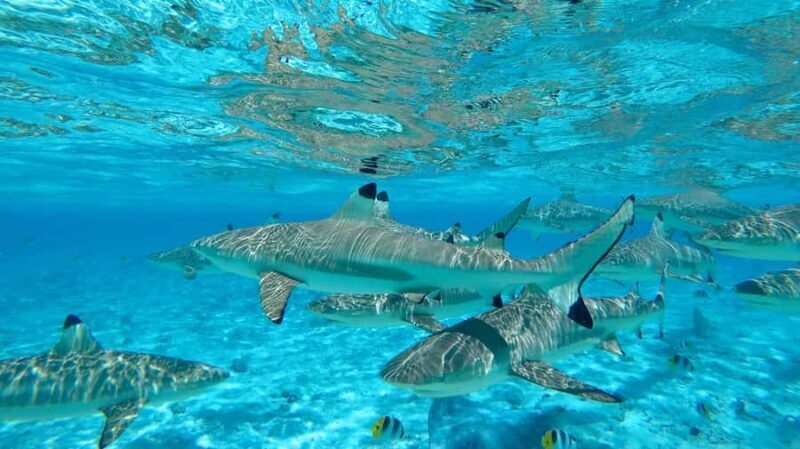Apetahi day trip around Raiatea on a modern outrigger canoe - Exploring Raiateas Coastline on a Comfortable Canoe