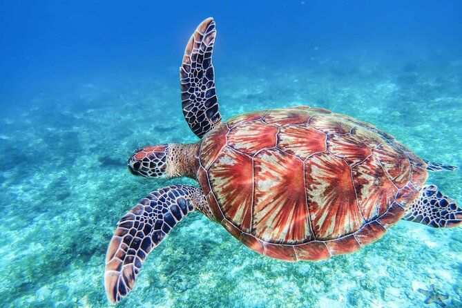 Aphrodite I Cruises Trip to Blue Lagoon & Turtle Cove - Important Details