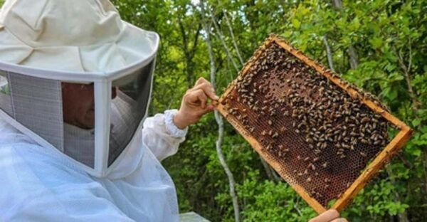 Apiary Tour (Bee Tour) Also Archeological Site and Salt Pond - Frequently Asked Questions