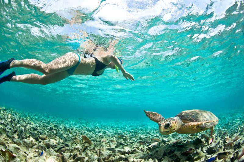Apo Island Day Tour: Snorkeling & Sea Turtle Encounters - Apo Island’s turtles are the reason to go