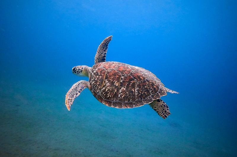 Apo Island Day Tour: Snorkeling & Sea Turtle Encounters - Who should book this Apo Island tour?