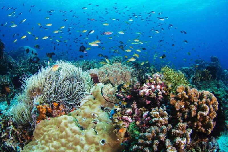 Apo Island Wonders: Snorkel with Sea Turtles in Dumaguete - An In-Depth Look at the Apo Island Tour Experience