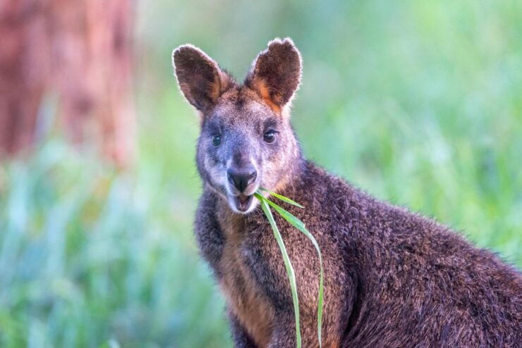 Apollo Bay: Dusk Discovery Great Ocean Road Wildlife Tour - Activity Details