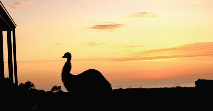 Apollo Bay: Dusk Discovery Great Ocean Road Wildlife Tour - Experience Highlights
