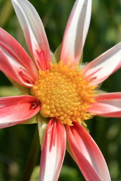 Appeltern: Flower Park Appeltern Entry Ticket - Plan Your Visit
