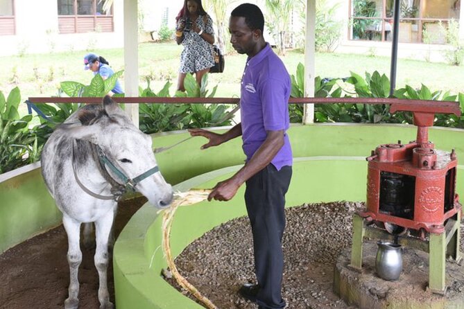 Appleton Estate Rum Factory And YS Falls Inclusive Tours From Montego Bay - Pricing and Booking Details