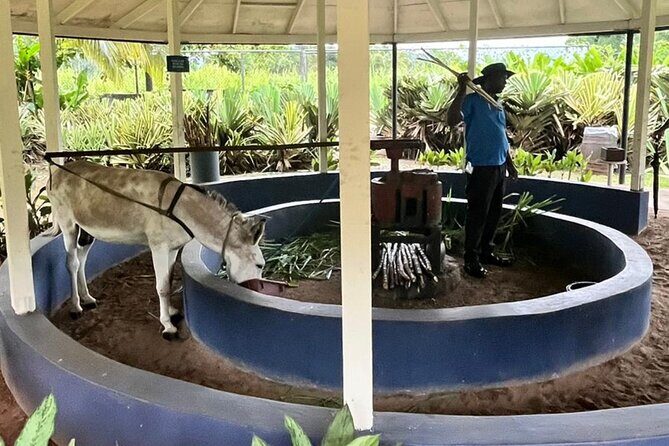 Appleton Estate Rum Tasting and YS Falls - What to Expect on the Tour