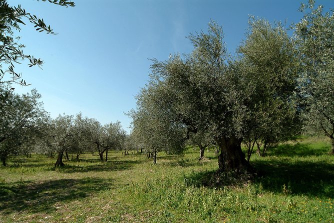 Apprentice Olive Oil Taster for a Day! - Overview and Experience Details