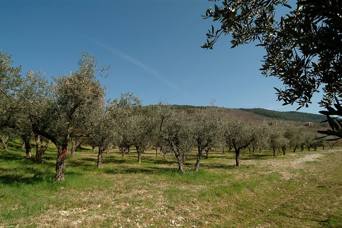 Apprentice Olive Oil Taster for a Day! - Additional Information and Support