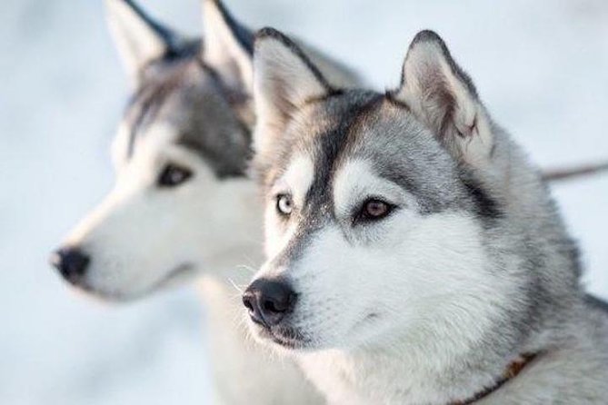 Apukka Husky Adventure in Rovaniemi - Overview and Inclusions