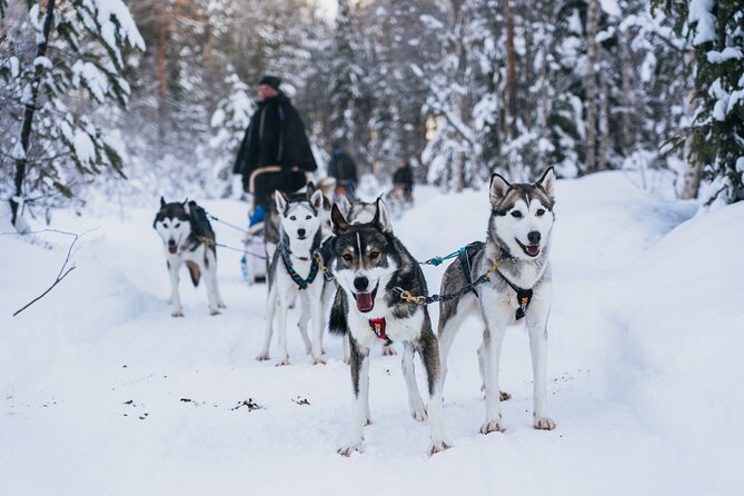 Apukka Husky Adventure in Rovaniemi - Meeting and Pickup