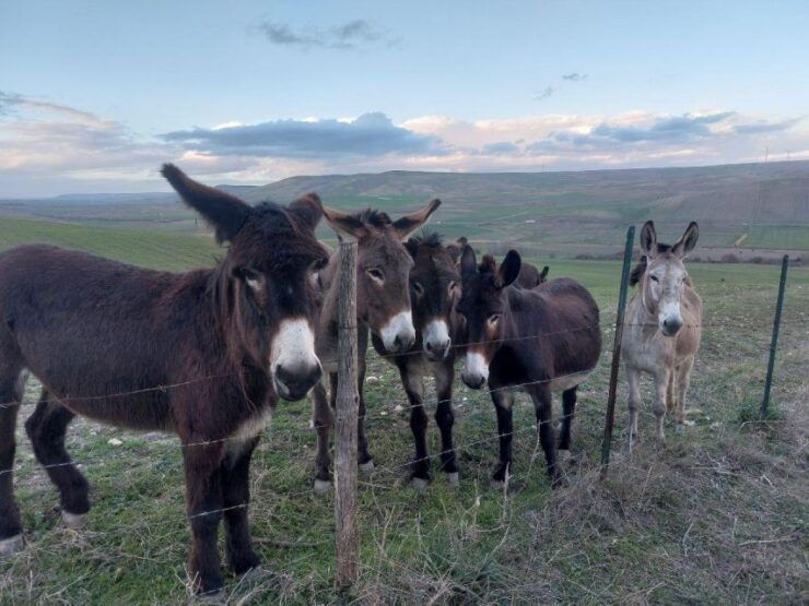 Apulia Canyon Hiking - Good To Know