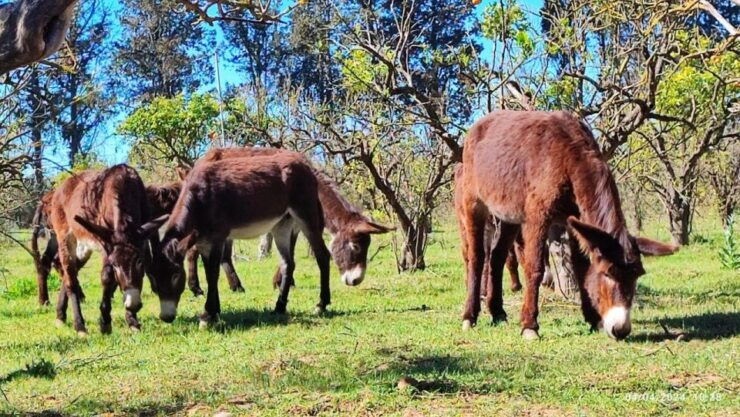 Apulia Canyon Hiking - Activity Description