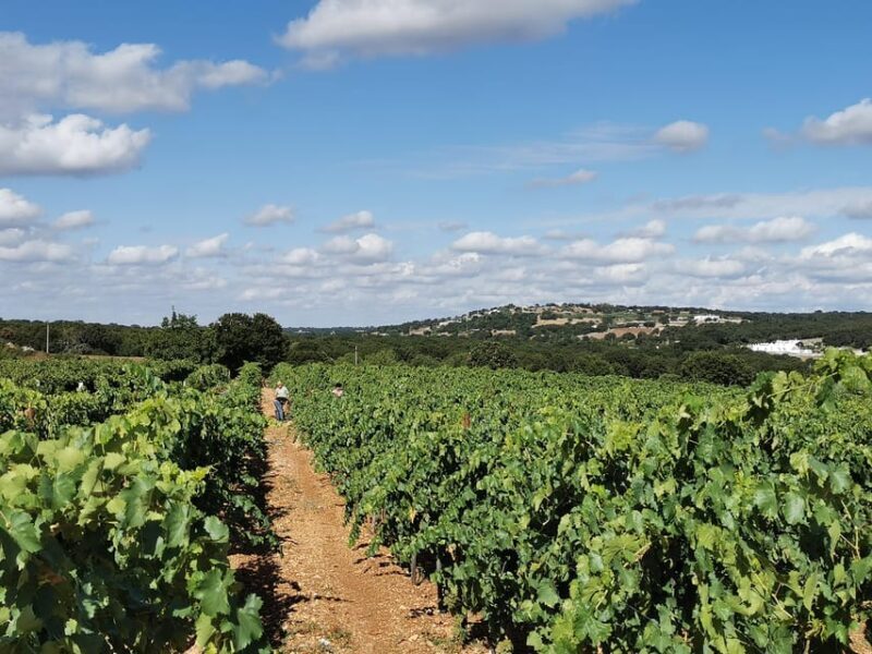 Apulia: Guided Wine Tasting with Local Appetizers - Who Should Consider This Experience?