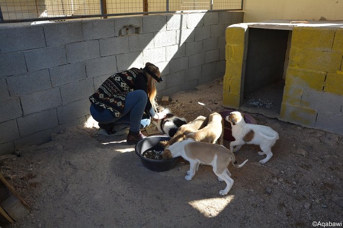 Aqaba Dog Shelter Conservation Experience - Pricing Information