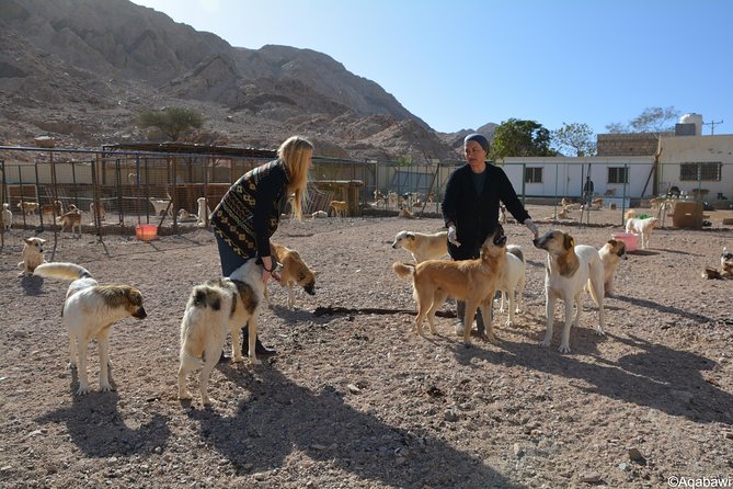 Aqaba Dog Shelter Conservation Experience - Cancellation Policy