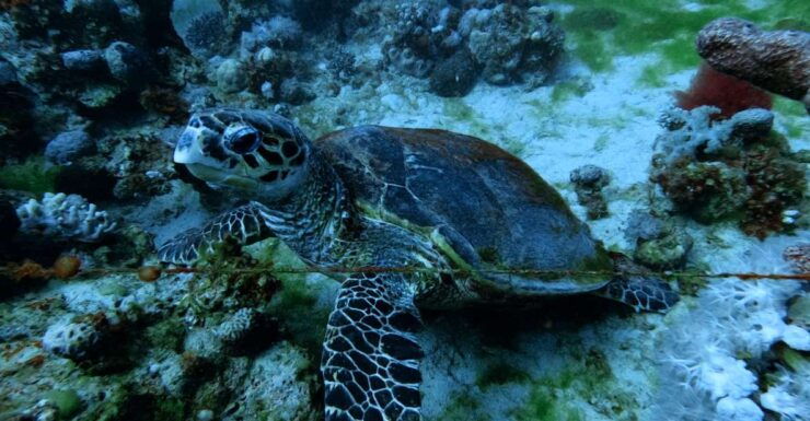 Aqaba: Private Introductory Red Sea Dive From the Shore - Dive Duration and Cancellation Policy