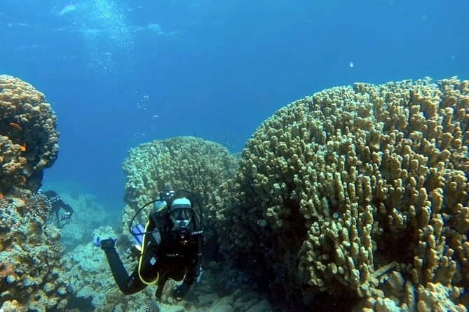 Aqaba Private Scuba Diving Activity With Pick up - Activity Overview