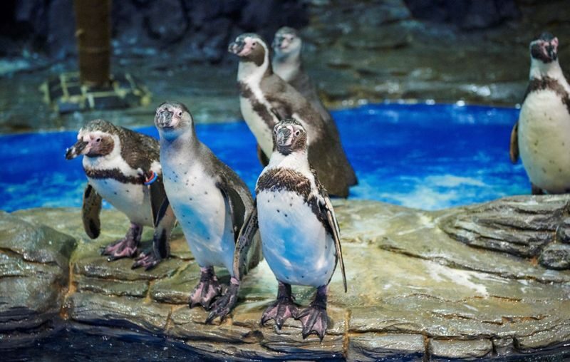 Aqua Planet Ticket in Ilsan - Who should book Aqua Planet Ilsan?