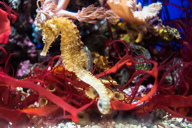 Aqua Rio Olympic Boulevard Tour - Rio De Janeiro by Pepe Rio Tours - Booking Information