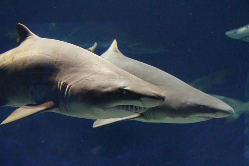 Aqua World Ibaraki Prefectural Oarai Aquarium Ticket - Follow the nine zones without rushing past the small details