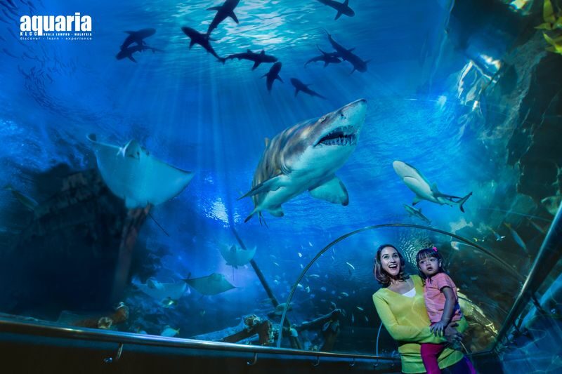 Aquaria KLCC Ticket - What to Know Before You Go