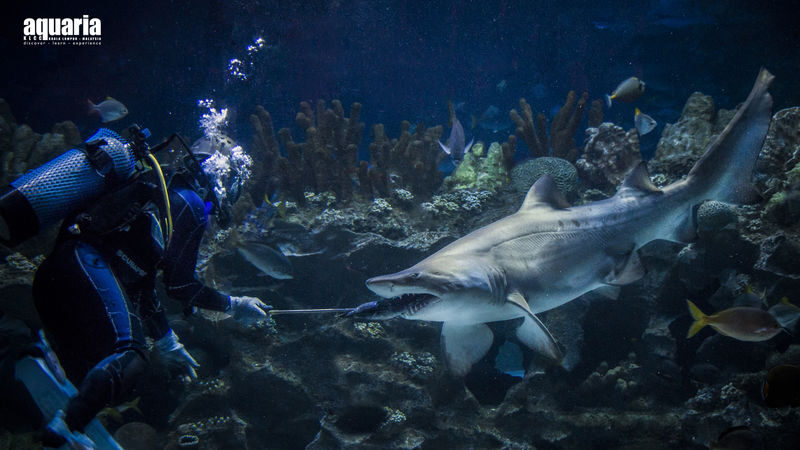 Aquaria KLCC Ticket - Take Your Time in the Gene Pool