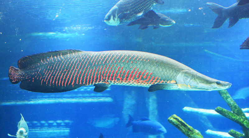 Aquaria Phuket Ticket - Shows and feeding: plan around the clock