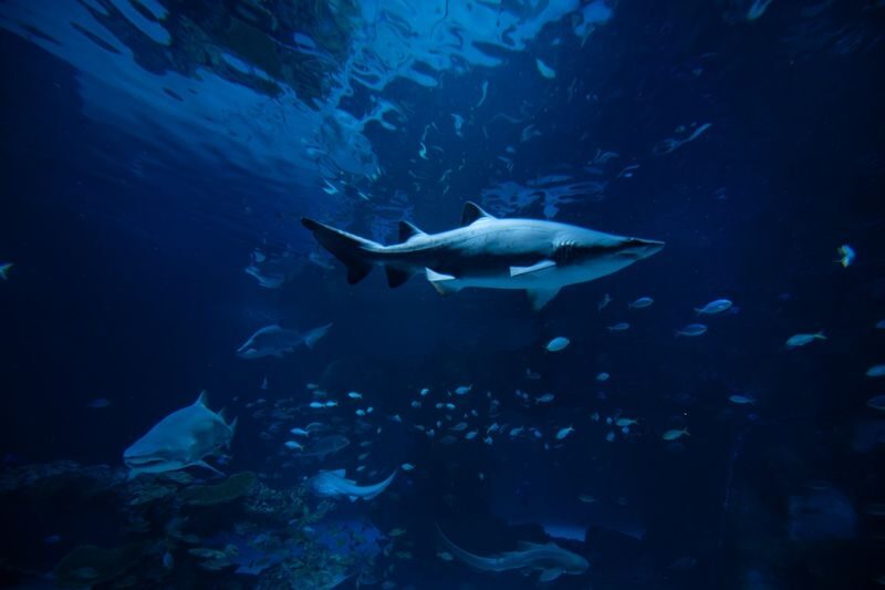 Aquaria Phuket Ticket - How long to allow, and what the ticket costs