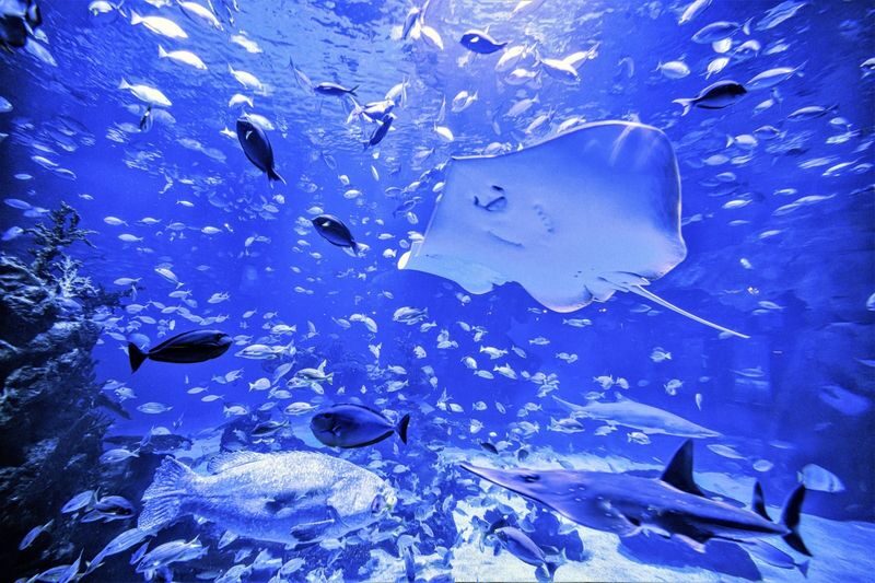 Aquaria Phuket Ticket - Eating and taking a breather