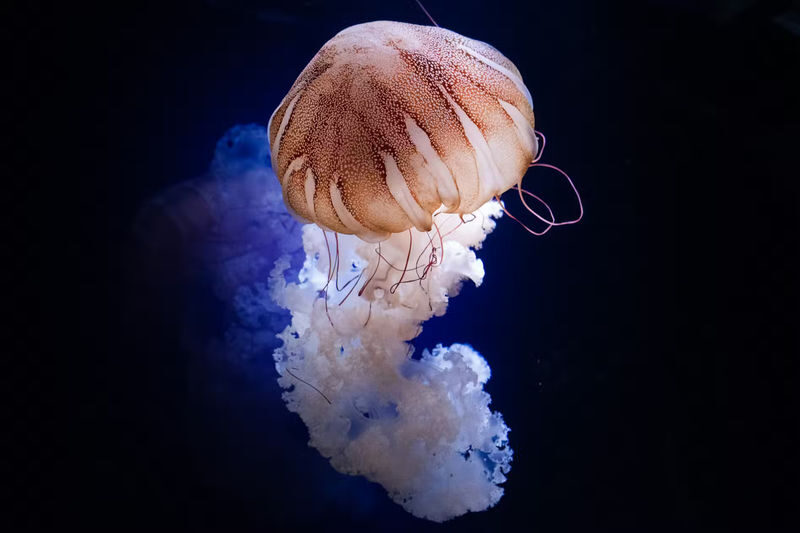 Aquarium de Paris Admission in Paris - At a glance