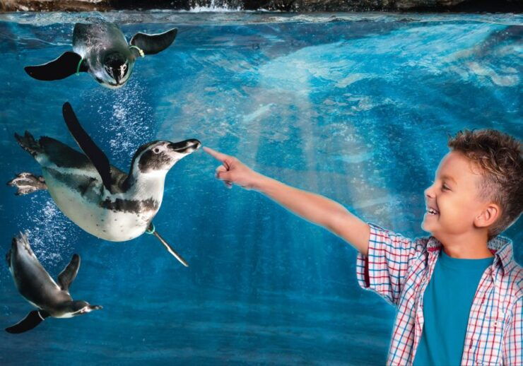 Aquarium Di Cattolica Biglietto D'ingresso - Highlights of the Experience