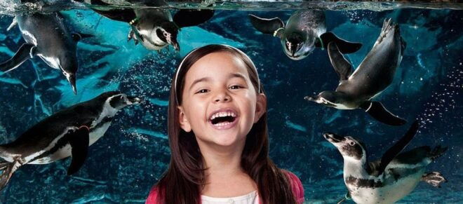 Aquarium Di Cattolica Biglietto D'ingresso - New Experience - Encounter With Prehistoric Reptiles