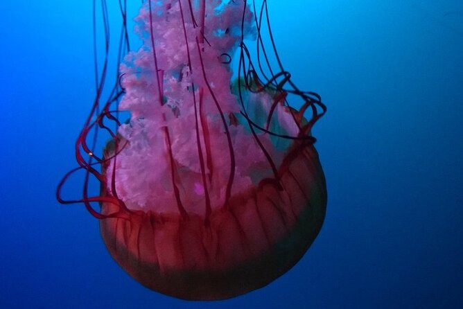 Aquarium Du Quebec: a Playground Overflowing With Life! - Common Questions