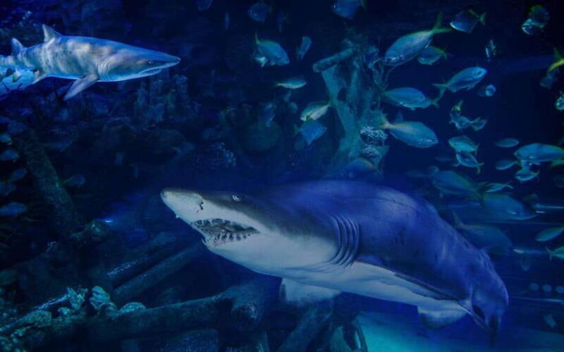 Aquarium KLCC, KL Tower, TRX, and PNB 118 Tour - Good To Know