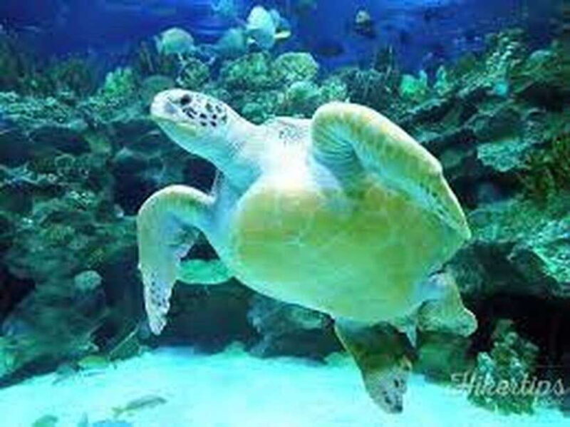 Aquarium KLCC, KL Tower, TRX, and PNB 118 Tour - The Itinerary Breakdown