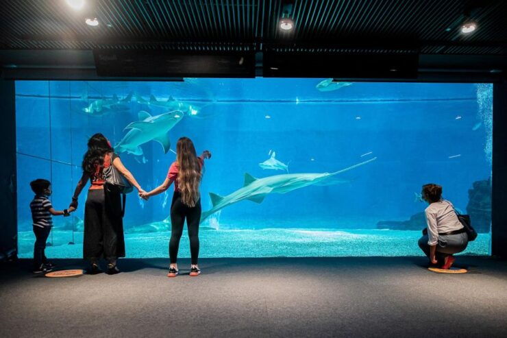Aquarium of Genoa + Focaccia - Good To Know