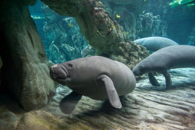 Aquarium of Genoa + Focaccia - Accessibility and Duration