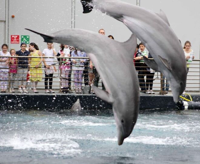 Aquarium of Genoa + Focaccia - Cancellation Policy and Flexibility