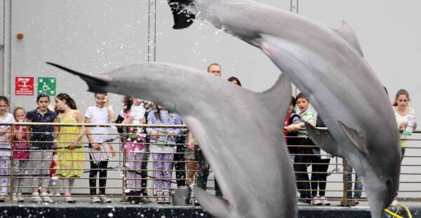 Aquarium of Genoa + Focaccia - Reservation and Meeting Point Details