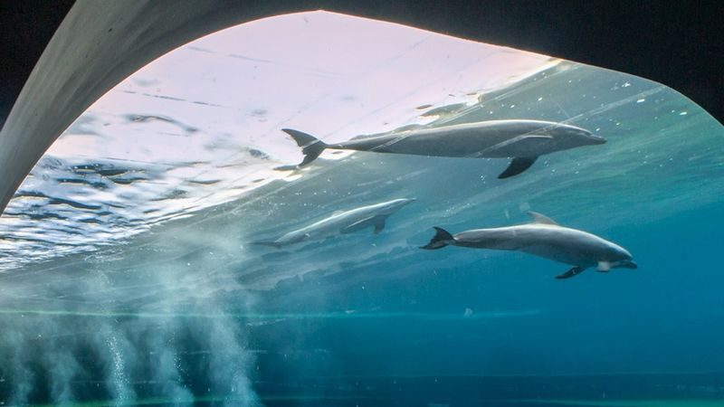 Aquarium of Genoa, Galata Maritime Museum, Nazario Sauro Submarine combo ticket - Three sea stories in one Genoa visit