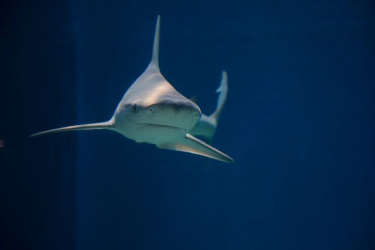 Aquarium of Genoa Panera Ice Cream Taste Experience - Experience Highlights