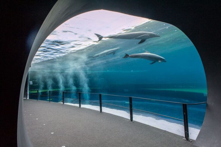 Aquarium of Genoa Panera Ice Cream Taste Experience - Panera Ice Cream Origins