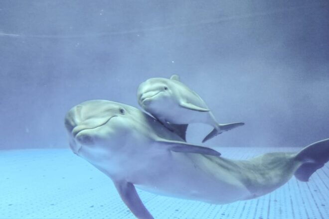 Aquarium of Genoa: Private Tour in Italian (2:30 PM) - Inclusions