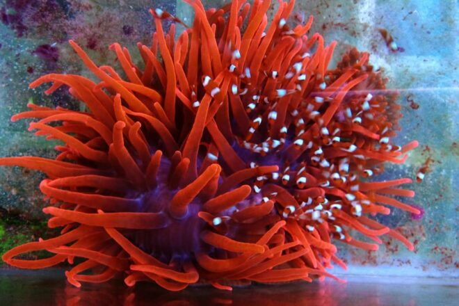 Aquarium of Genoa: Private Tour in Italian (2:30 PM) - Meeting and Accessibility