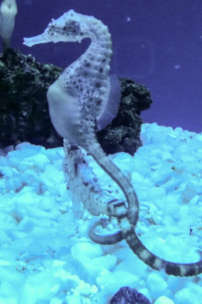 Aquarium of Genoa: Private Tour in Italian (2:30 PM) - Nearby Attractions