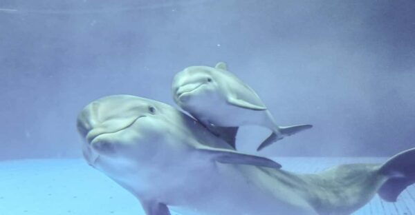Aquarium of Genoa: Private Tour in Italian (2:30 PM) - Frequently Asked Questions