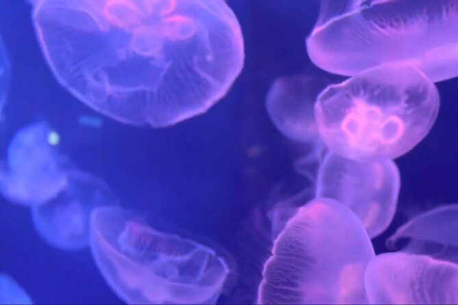 Aquarium of Genoa Reserved Entrance - Additional Information and Tips