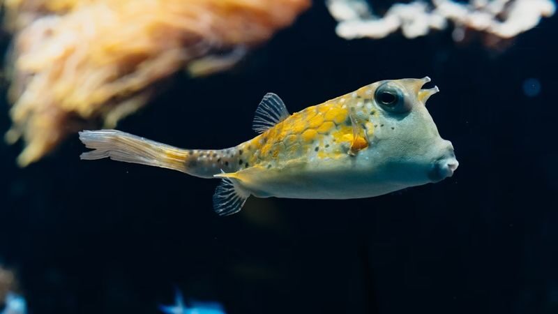 Aquarium of Lyon ticket - What to look for at the Aquarium of Lyon