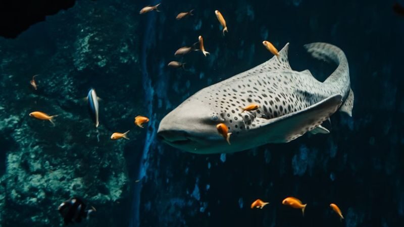 Aquarium of Lyon ticket - How long to allow, and how to pace your visit